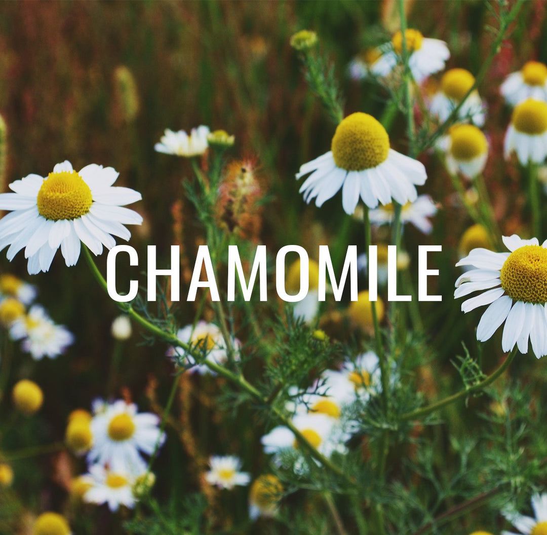 Chamomile - Longstanding benefits for Relaxation and Health - Cosy Cottage Soap
