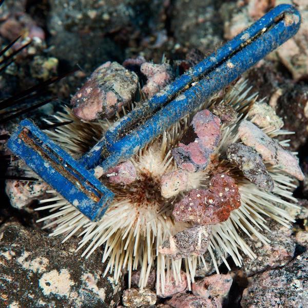 Disposable Razors - The New Plastic Straws - Cosy Cottage Soap