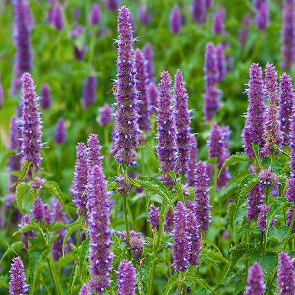 25ml Patchouli Essential Oil for Soapmakers - Cosy Cottage Soap