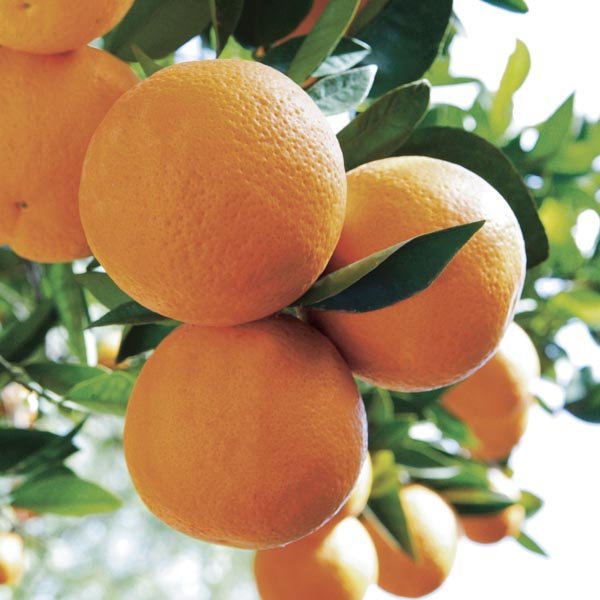 25ml Sweet Orange Essential Oil for Soapmakers - Cosy Cottage Soap