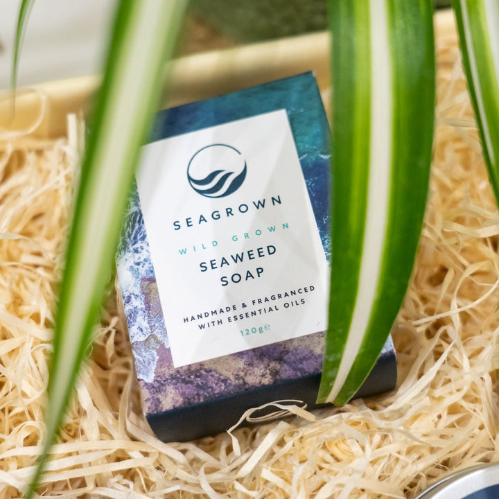 Large 'Seagrown' Kelp - Infused Soap with Essential Oil Blend Fragrance - Cosy Cottage Soap
